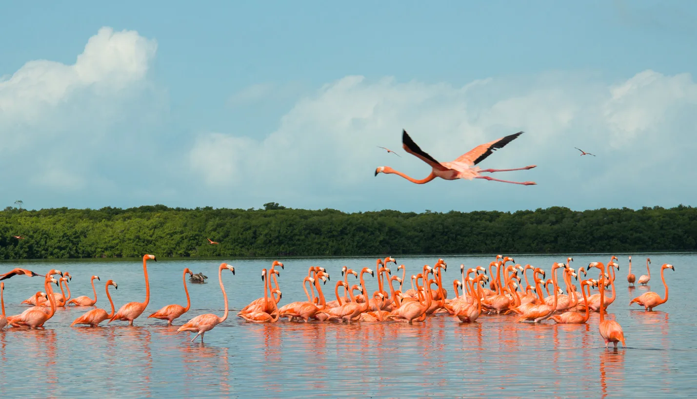 Mangrove — DCH (Dubai Creek Harbour)